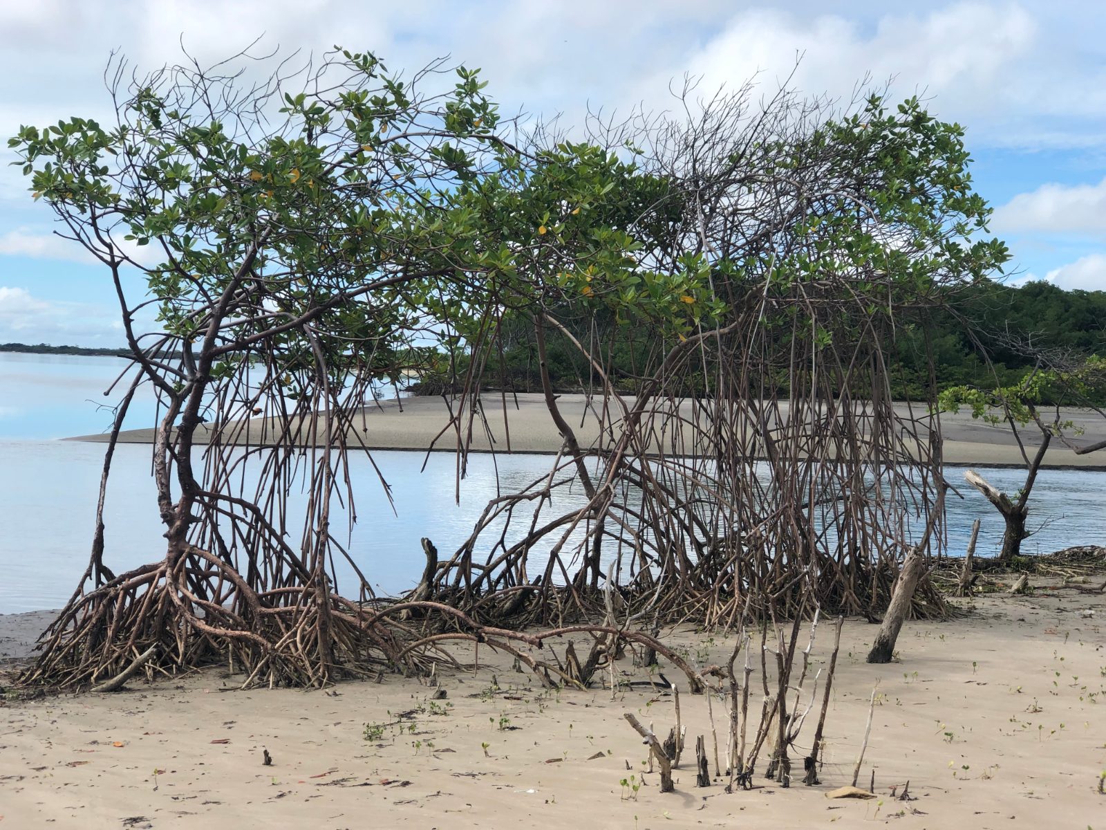 Árvores de mangue na areia perto da foz do Rio Preguiças, em Atins