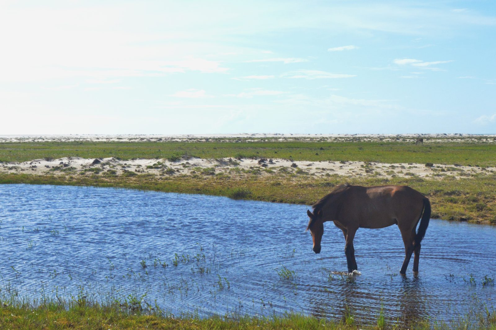 Cavalo bebendo água em lagoa nos arredores da vila de Atins