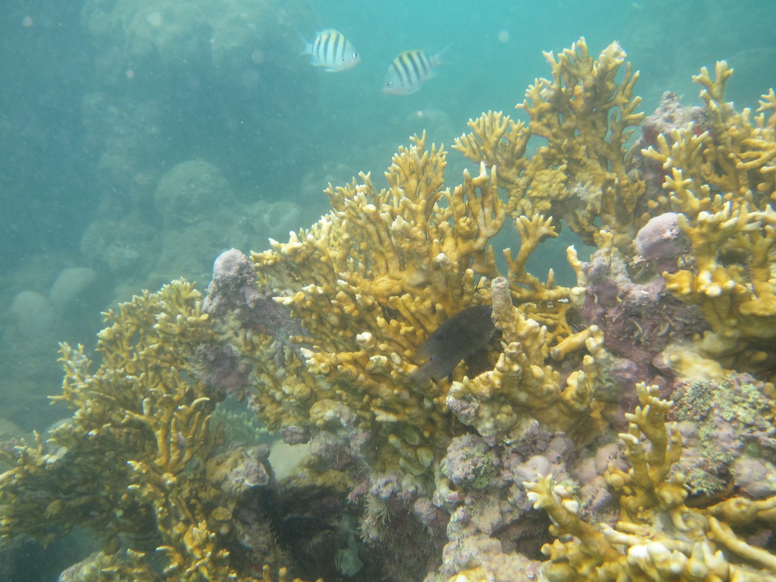 Corais amarelos e peixes listrados em mergulho nos recifes de Porto Seguro, Bahia
