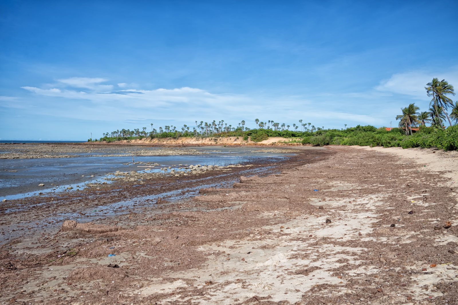 Praia de Cajueiro da Praia com falésia baixa e coqueiros ao fundo