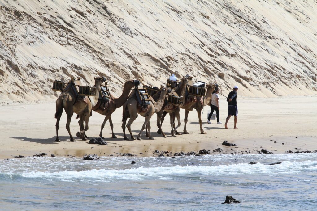 Fila de dromedários com selas caminhando na areia ao pé de uma duna em Genipabu
