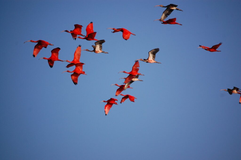 Bando de guarás vermelhos voando em céu azul no Delta do Parnaíba