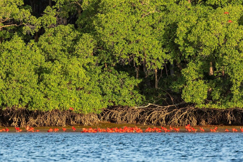 Guarás vermelhos pousados na beira do manguezal, refletidos na água do Delta do Parnaíba