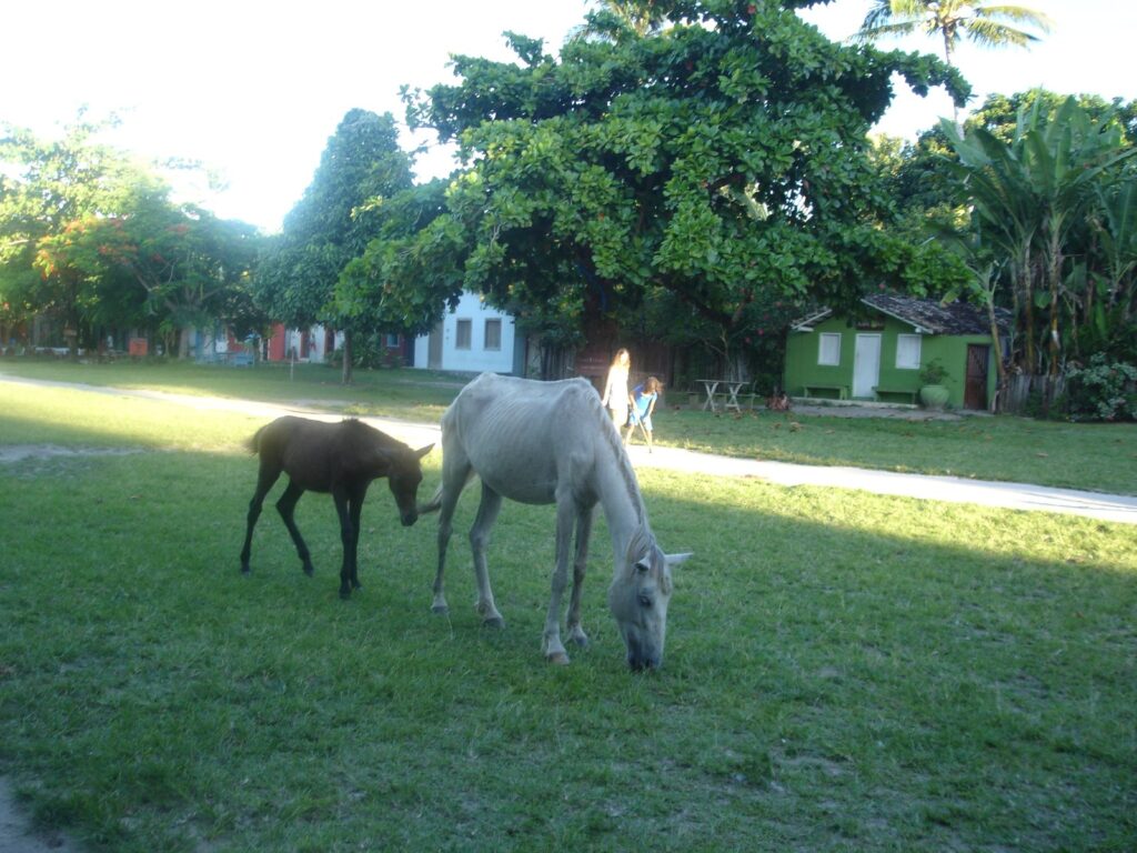 Gramado do Quadrado de Trancoso com cavalos pastando, árvores grandes e casinhas coloridas ao fundo