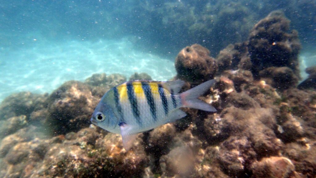 Peixe sargentinho, listrado de amarelo e preto, nadando entre corais nas piscinas naturais de Maragogi