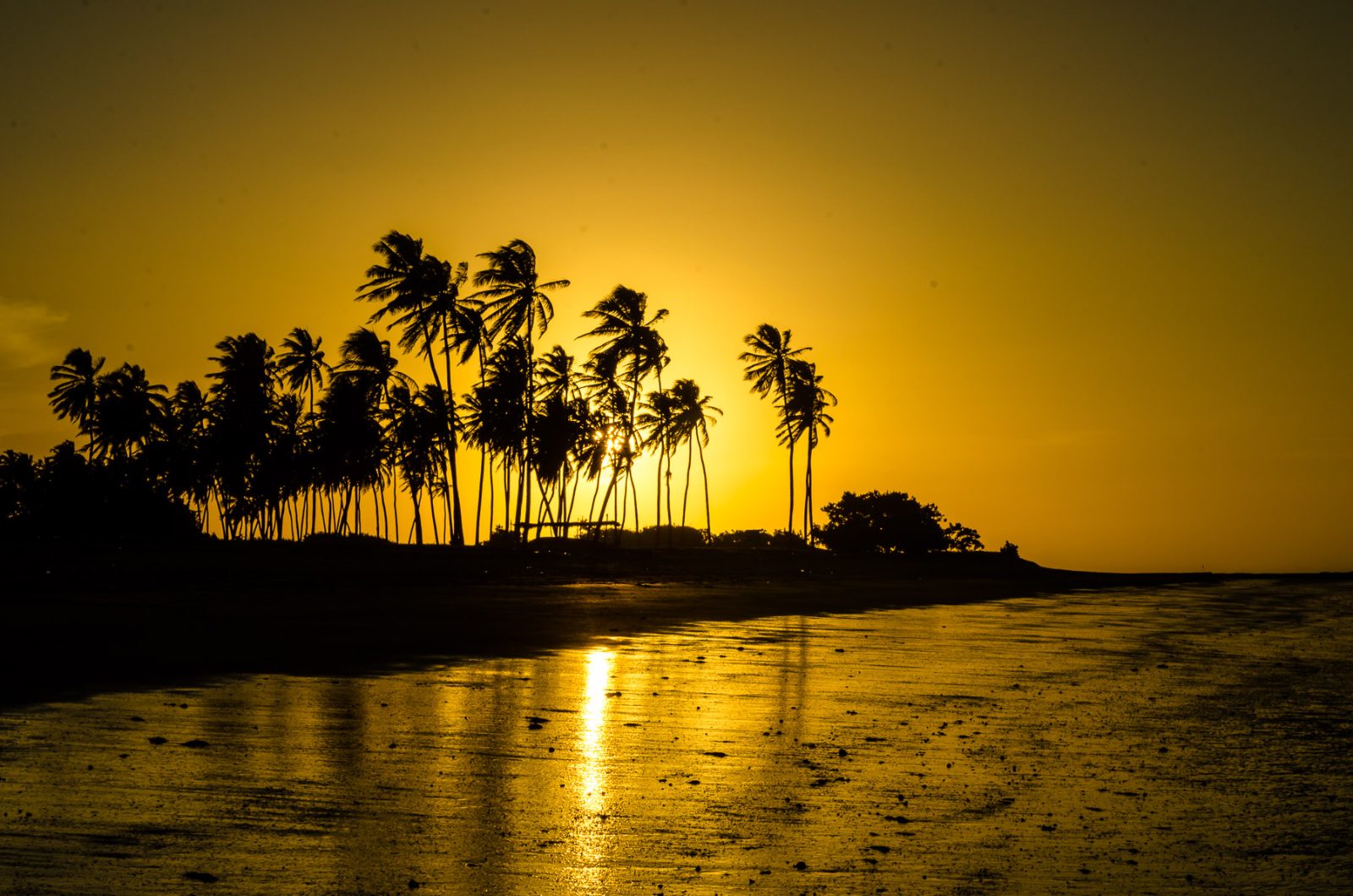 Silhueta de coqueiros no pôr do sol dourado em Cajueiro da Praia, Piauí