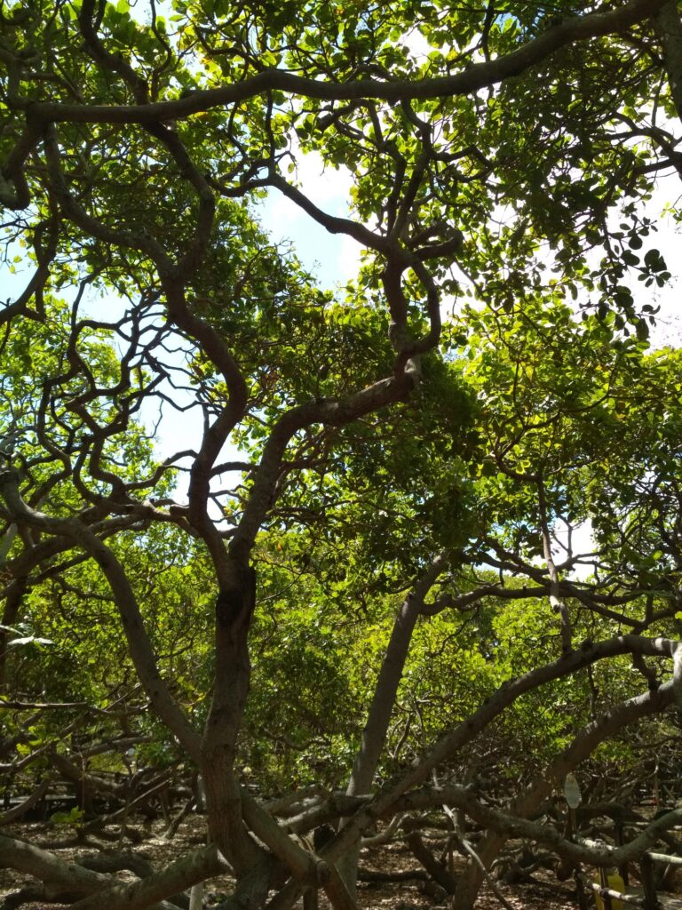 Galhos retorcidos e copa verde do Cajueiro de Pirangi vistos por dentro