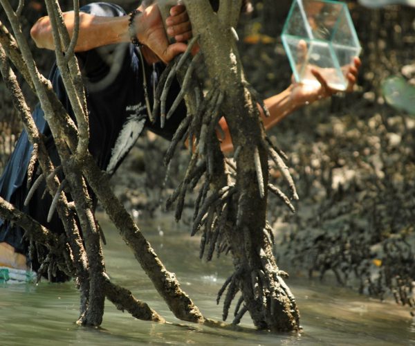 Guia segura pote transparente com cavalo-marinho entre as raízes do mangue em Barra Grande