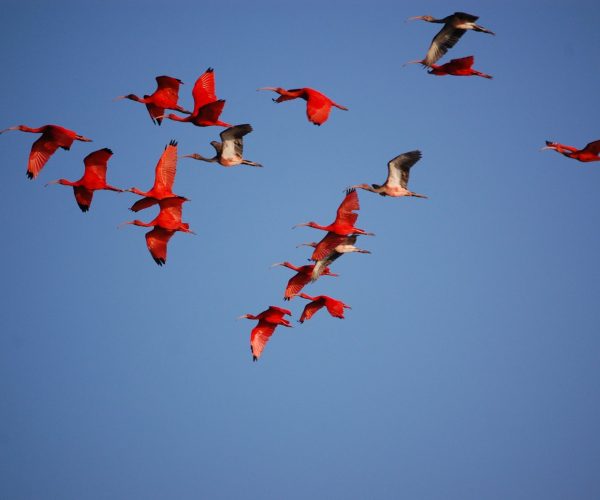 Bando de guarás vermelhos voando em céu azul no Delta do Parnaíba