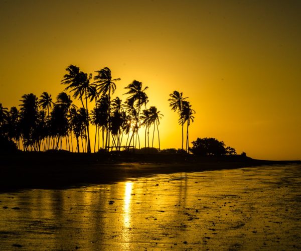 Silhueta de coqueiros no pôr do sol dourado em Cajueiro da Praia, Piauí